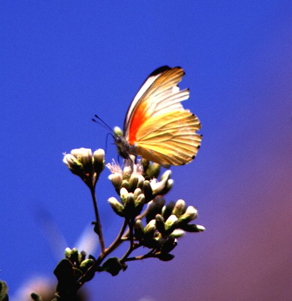 Butterfly - Lake Manyara